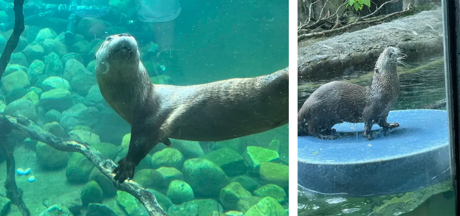 Otters from the Toledo Zoo