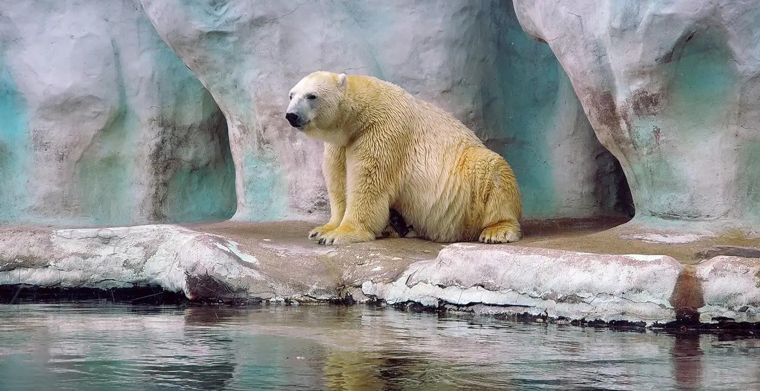 Polar Bear from the Toledo Zoo & Aquarium