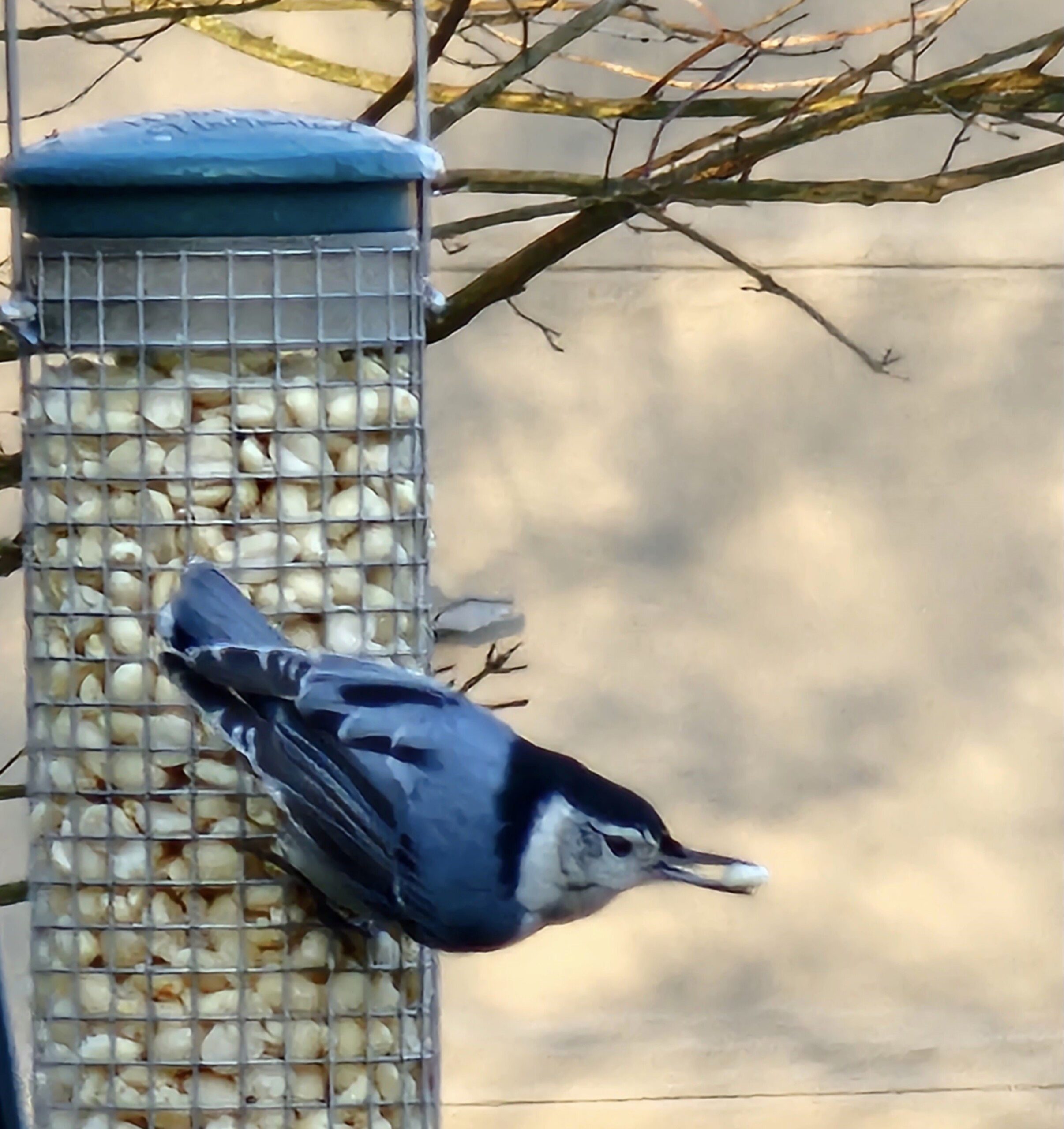 Nuthatch