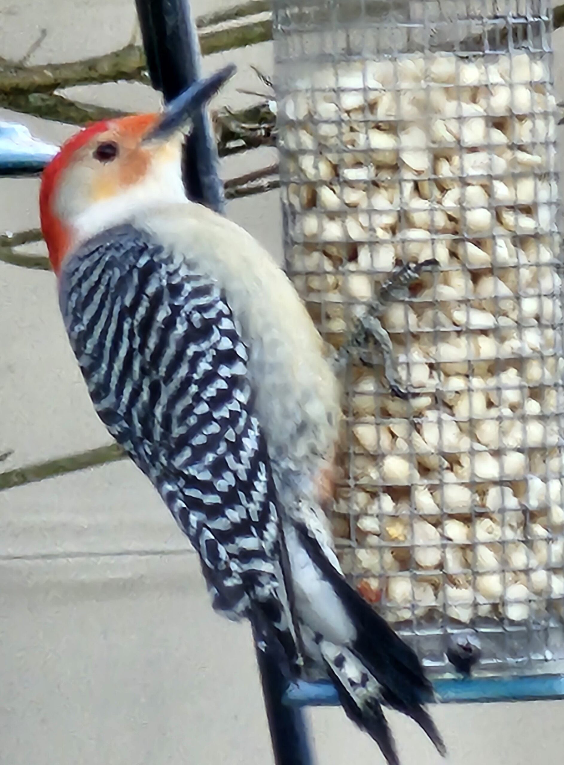 Red-bellied Woodpecker