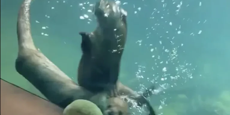 Otters swimming underwater