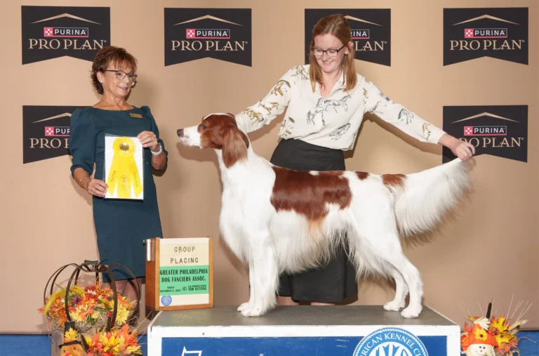 Cole being judged at a dog show